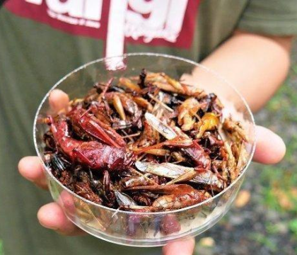 Makanan Khas dari Berbagai Negara Berbahan Dasar Serangga