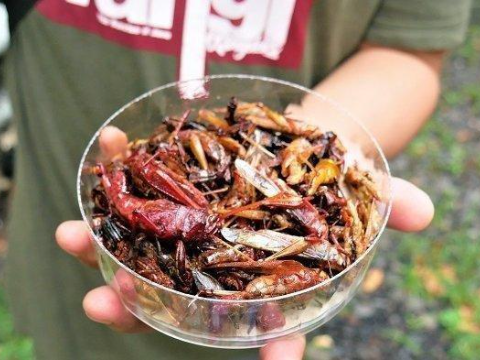 Makanan Khas dari Berbagai Negara Berbahan Dasar Serangga