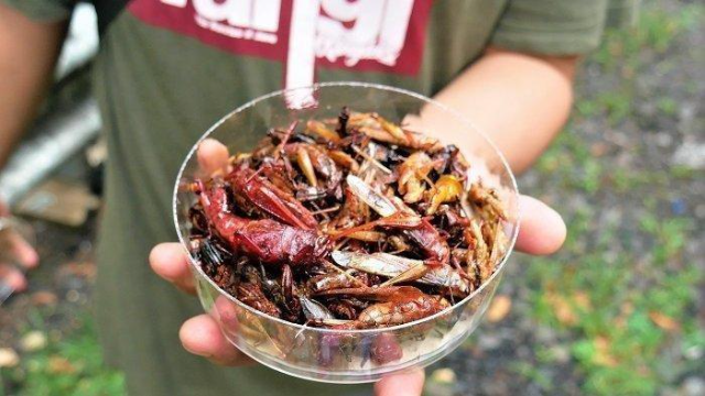 Makanan Khas dari Berbagai Negara Berbahan Dasar Serangga